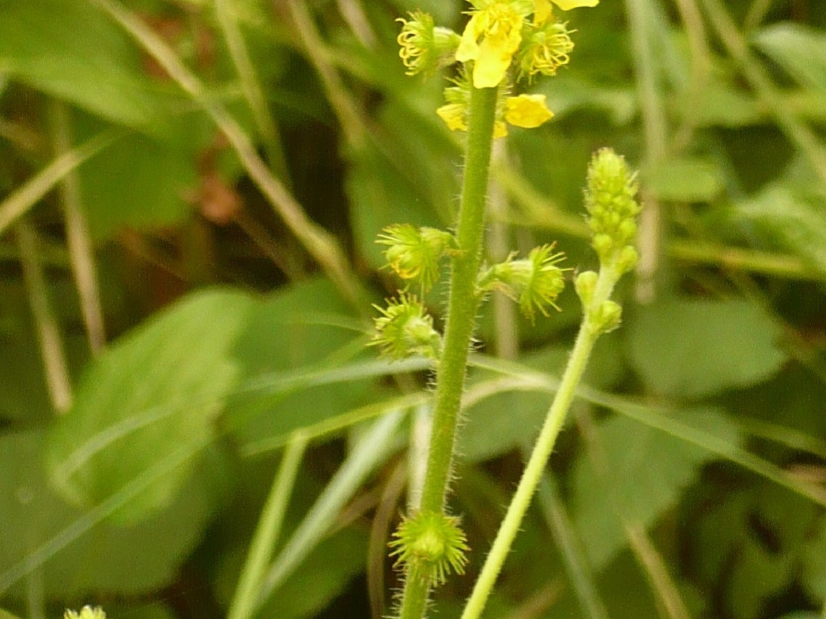 Agrimonia procera (Rosaceae)